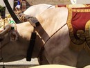I Santi sui carri: arte e tradizioni popolari a Villanova d’Asti I Santi sui carri: arte e tradizioni popolari a Villanova d’Asti