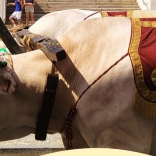 I Santi sui carri: arte e tradizioni popolari a Villanova d’Asti