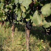 Al via la vendemmia dell'Alta Langa Docg: la gestione del clima al centro della sfida nei vigneti