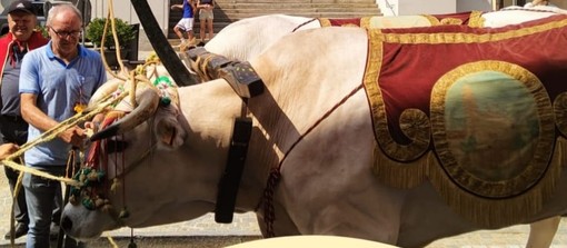 I Santi sui carri: arte e tradizioni popolari a Villanova d’Asti