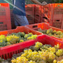 Vendemmia e caldo, l'Asl Cn2 richiama le regole per tutelare i lavoratori: stop nelle ore più a rischio Vendemmia e caldo, l'Asl Cn2 richiama le regole per tutelare i lavoratori: stop nelle ore più a rischio
