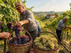 Vendemmia (immagine generica)