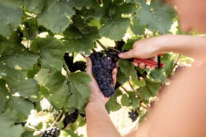 Vendemmia 2026 delle uve Pinot Nero e Chardonnay destinate all'Alta Langa DOCG. Vendemmia 2026 delle uve Pinot Nero e Chardonnay destinate all'Alta Langa DOCG.