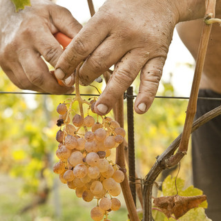 Agricoltura: aperto il bando per la sistemazione abitativa temporanea dei lavoratori agricoli stagionali