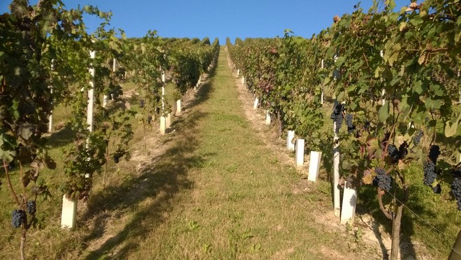 Vendemmia 2026: il Consorzio Barbera d'Asti e Vini del Monferrato richiama l'attenzione degli Stati Generali sul futuro della filiera