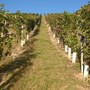 Vendemmia 2026: il Consorzio Barbera d'Asti e Vini del Monferrato richiama l'attenzione degli Stati Generali sul futuro della filiera Vendemmia 2026: il Consorzio Barbera d'Asti e Vini del Monferrato richiama l'attenzione degli Stati Generali sul futuro della filiera