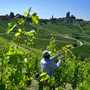 Vendemmia e stagionali, Alba lavora a una regia unica per il territorio Vendemmia e stagionali, Alba lavora a una regia unica per il territorio