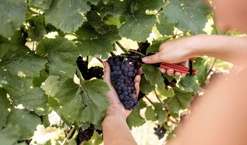 Vendemmia 2026 delle uve Pinot Nero e Chardonnay destinate all'Alta Langa DOCG.