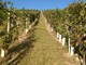 Vendemmia 2026: il Consorzio Barbera d'Asti e Vini del Monferrato richiama l'attenzione degli Stati Generali sul futuro della filiera