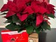 Le stelle di Natale (floreali e di cioccolato) proposte dai volontari