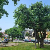 Il monumentale gelso di Bra Il monumentale gelso di Bra