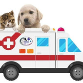A Moncalvo arriva l'ambulanza veterinaria: soccorso h24 per gli animali domestici