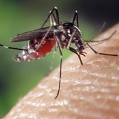 West Nile Virus, nuovo caso in Piemonte ma nessun allarme: "Numeri stabili" West Nile Virus, nuovo caso in Piemonte ma nessun allarme: "Numeri stabili"