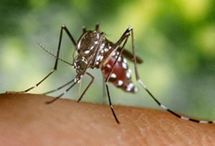 Una zanzara tigre (immagine tratta dal sito dell'Istituto Superiore di Sanità)