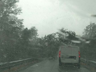 Albero caduto a San Martino Alfieri