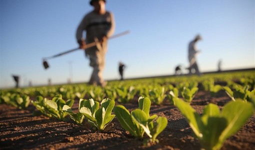 Agricoltura e legalità: al via la campagna Rai per la Rete del lavoro di qualità