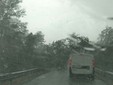 Albero caduto a San Martino Alfieri