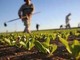 Confagricoltura sul Rapporto Piemonte di Bankitalia: “Servono credito e liquidità per far ripartire l’agricoltura piemontese”