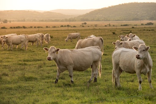 Regione Piemonte: aperto il Bando per investimenti sul Benessere Animale nel settore agricolo