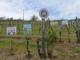 Per l'Asti Docg una vendemmia di qualità, ma pesa l'incognita dazi USA