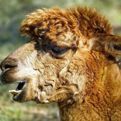 Una merenda speciale con gli alpaca per i 21 anni di solidarietà di Oremi