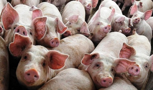 Tre milioni di euro per la suinicoltura piemontese, bando entro fine gennaio