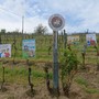 Per l'Asti Docg una vendemmia di qualità, ma pesa l'incognita dazi USA