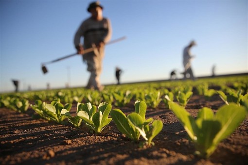 Carenza di manodopera, l'agricoltura chiede risposte: &quot;Servono tempi certi e rapidi&quot;