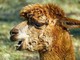 Una merenda speciale con gli alpaca per i 21 anni di solidarietà di Oremi