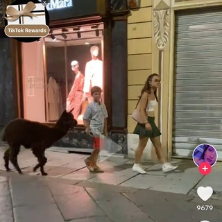 Alpaca a passeggio per Asti