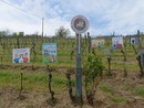 Per l'Asti Docg una vendemmia di qualità, ma pesa l'incognita dazi USA Per l'Asti Docg una vendemmia di qualità, ma pesa l'incognita dazi USA