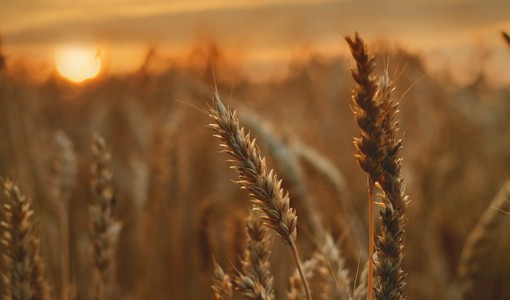 Emergenza agricola, Cia Alessandria-Asti: “Servono scelte strutturali, non più rinvii”