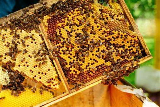 La Regione stanzia 8 milioni di euro a sostegno degli apicoltori piemontesi