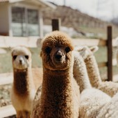 Alcuni dei dolci animali di Alpaca Terra Madre in Località Viatosto, Asti