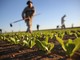 Carenza di manodopera, l'agricoltura chiede risposte: &quot;Servono tempi certi e rapidi&quot;