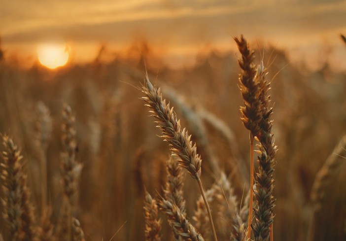Emergenza agricola, Cia Alessandria-Asti: “Servono scelte strutturali, non più rinvii”