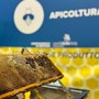 Il regno delle api, sentinelle della natura: dalla Regione 100mila euro per 50 progetti nelle scuole
