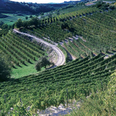 Enoteca di Albugnano, confronto tra soci su visione, promozione e sviluppo del territorio