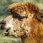 Una merenda speciale con gli alpaca per i 21 anni di solidarietà di Oremi