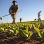 Carenza di manodopera, l'agricoltura chiede risposte: &quot;Servono tempi certi e rapidi&quot;