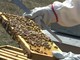 Non solo le coltivazioni: il gelo ha &quot;colpito&quot; anche le api. Aspromiele chiede alla Regione lo stato di calamità [VIDEO]