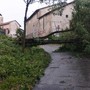 MALTEMPO / Forti raffiche di vento, alberi caduti e grandine dal Saluzzese al Braidese