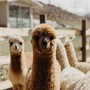Alcuni dei dolci animali di Alpaca Terra Madre in Località Viatosto, Asti