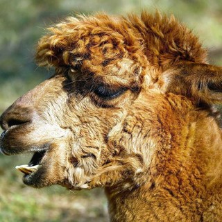 Una merenda speciale con gli alpaca per i 21 anni di solidarietà di Oremi