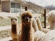 Alcuni dei dolci animali di Alpaca Terra Madre in Località Viatosto, Asti