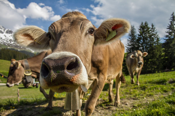 Mercosur, il rinvio non placa le preoccupazioni degli agricoltori piemontesi