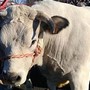 &quot;Sua maestà il Bollito&quot;, a Valfenera un convegno sulla Fassona piemontese