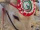 Carrù celebra la razza piemontese: asta del bue, pranzo e giochi alla nona Festa della Carne