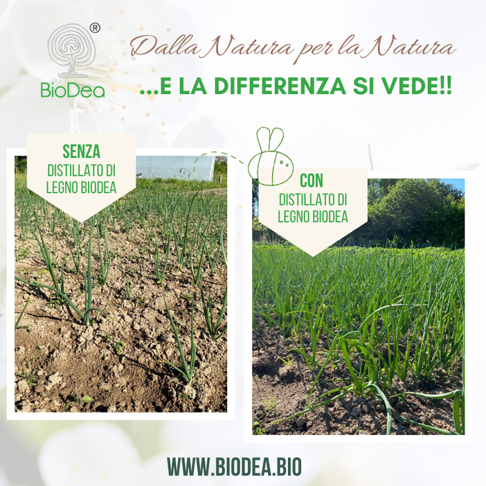 Orto: trattamento del terreno con &quot;Biochar BioDea&quot; e &quot;Distillato di Legno BioDea&quot;