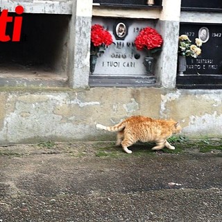 La colonia felina del cimitero di Asti (Merphefoto)